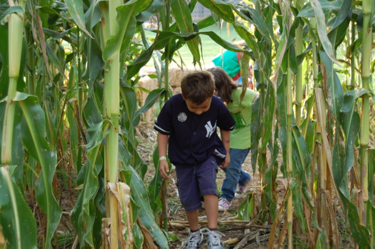 eliadas-annual-corn-maze dsc_0085