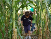 Eliada's Annual Corn Maze dsc_0085